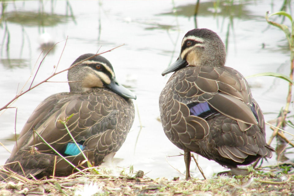 Pacific Black Duck (Anas superciliosa)